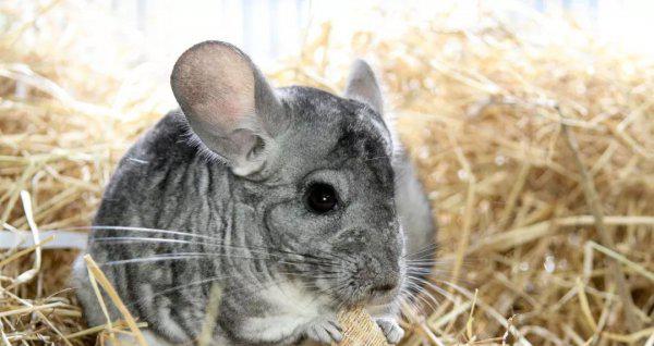 什么动物最可爱