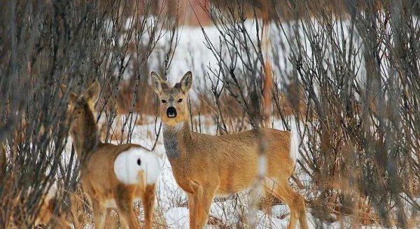 什么动物最可爱