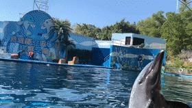 什么动物最可爱