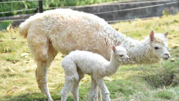 什么动物最可爱