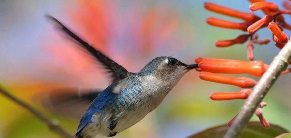 什么动物最可爱