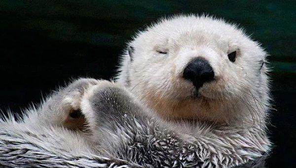 什么动物最可爱