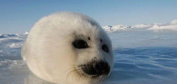 什么动物最可爱