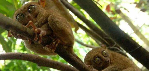 什么动物最可爱