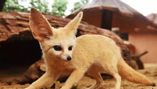 什么动物最可爱