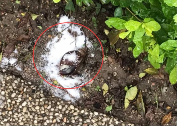 蜗牛是保护动物吗