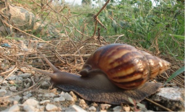 蜗牛是保护动物吗