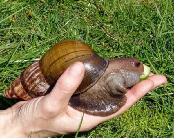 蜗牛是保护动物吗
