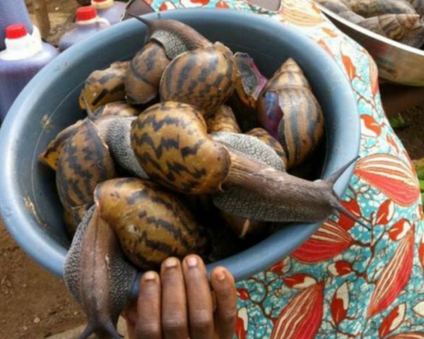 蜗牛是保护动物吗