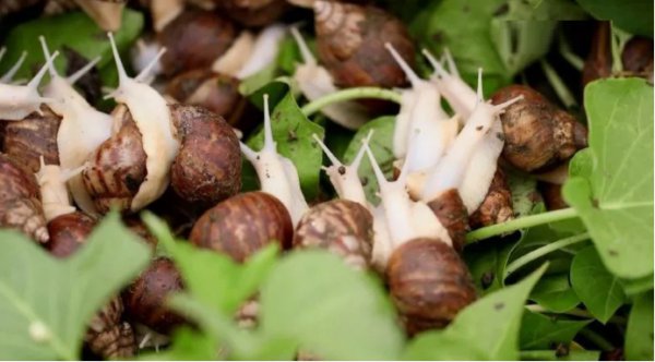 蜗牛是保护动物吗