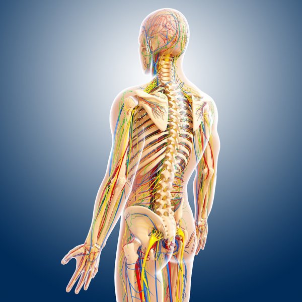 人在棺材腐烂过程图片