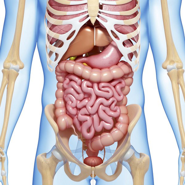 人在棺材腐烂过程图片