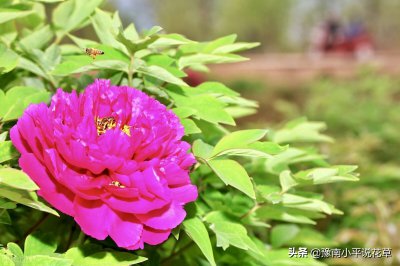 大门两边栽什么花或树最好 大门外两侧栽什么最适合旺家