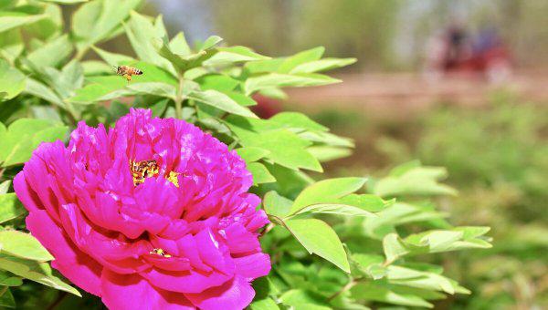 大门两边栽什么花或树最好