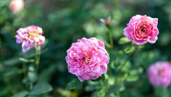 大门两边栽什么花或树最好