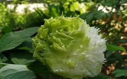 大门两边栽什么花或树最好