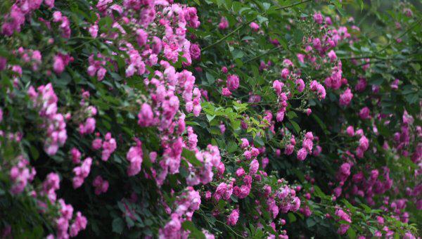 大门两边栽什么花或树最好