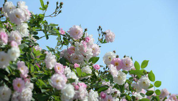大门两边栽什么花或树最好