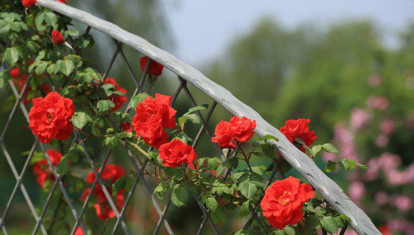 大门两边栽什么花或树最好