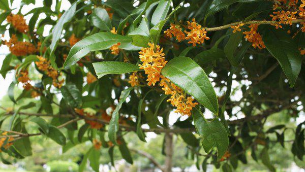 大门两边栽什么花或树最好