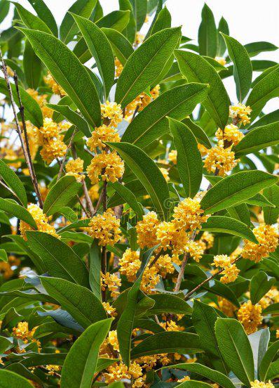 大门两边栽什么花或树最好