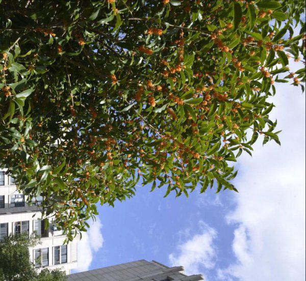 大门两边栽什么花或树最好