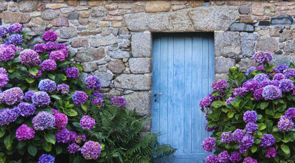 大门两边栽什么花或树最好