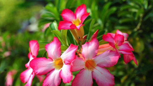 大门两边栽什么花或树最好