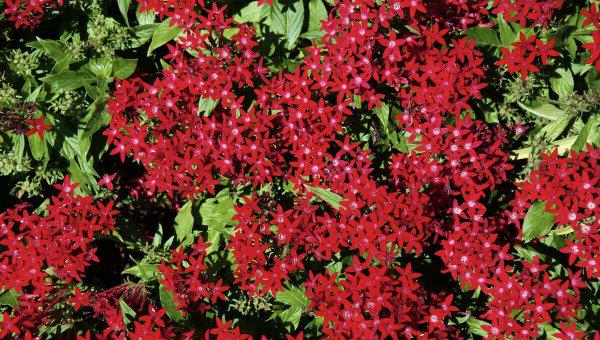 大门两边栽什么花或树最好