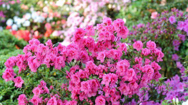 大门两边栽什么花或树最好