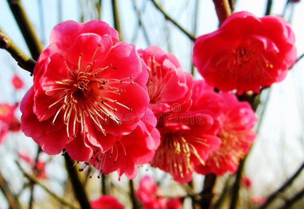 大门两边栽什么花或树最好