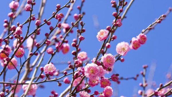 大门两边栽什么花或树最好