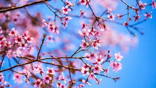 大门两边栽什么花或树最好