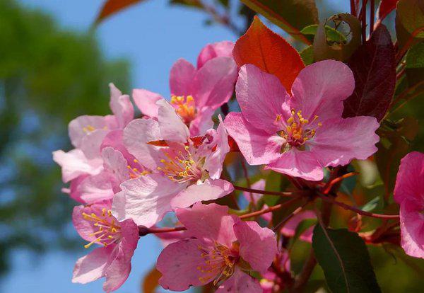 绝句描写的是什么季节