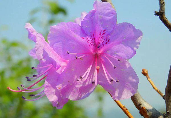 绝句描写的是什么季节