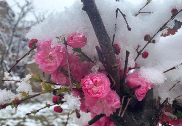 绝句描写的是什么季节