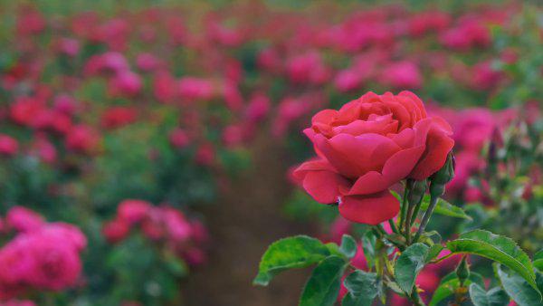 戴望舒是什么派诗人