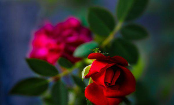 戴望舒是什么派诗人