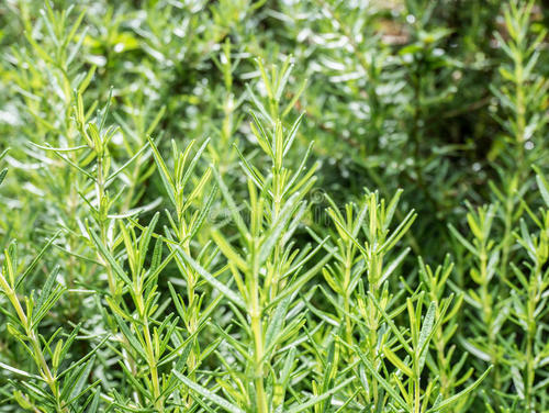 用盐搓鼻头可不可以去黑头