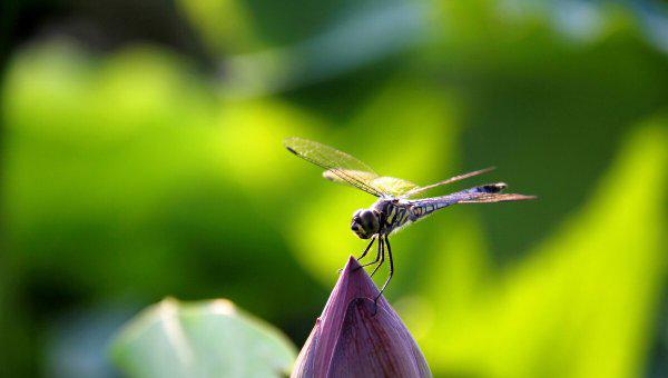 悟道是什么意思有哪些方面