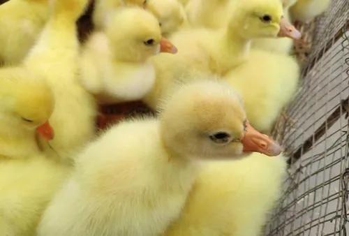 乡镇卖什么东西销路好