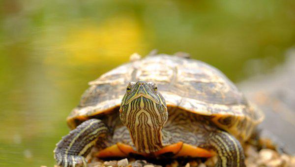 乌龟饿了的表现