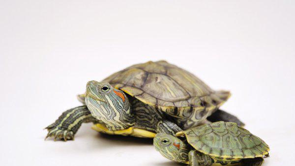 乌龟饿了的表现