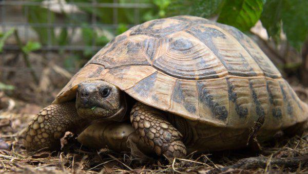 乌龟饿了的表现