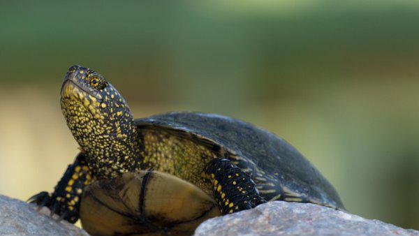 乌龟饿了的表现