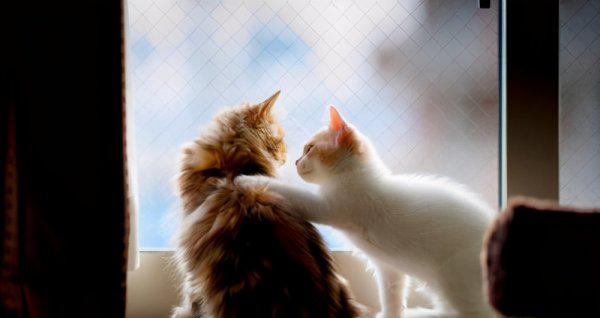 葡萄牙人口和面积