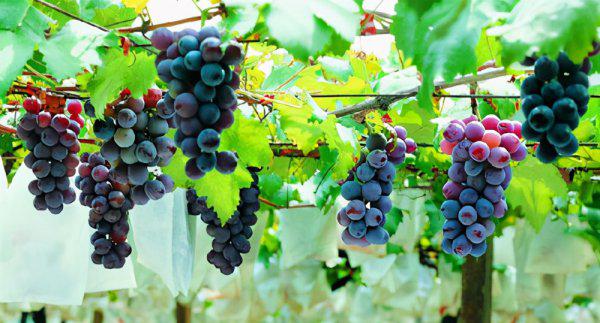 葡萄牙人口和面积