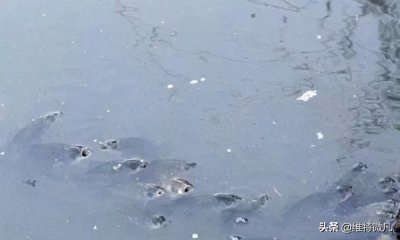 鱼浮头是什么原因导致的 鱼经常浮头需要怎样解决