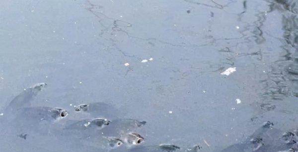 鱼浮头是什么原因导致的