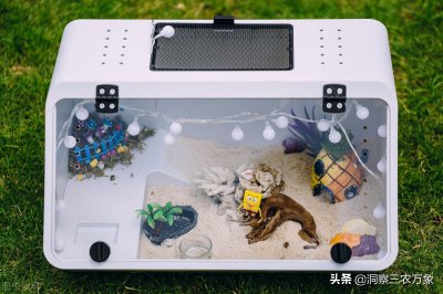 寄居蟹怎么养才能养好 寄居蟹怎么养有哪些饲养要求